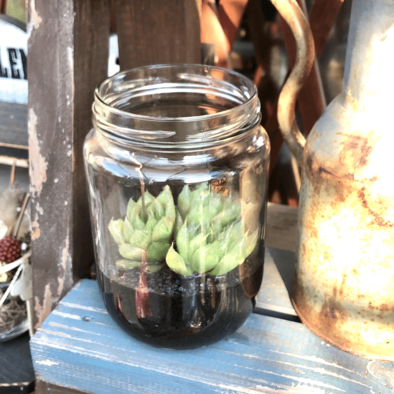 ハオルチアの水栽培 くまこʕ ᴥ ʔ Note