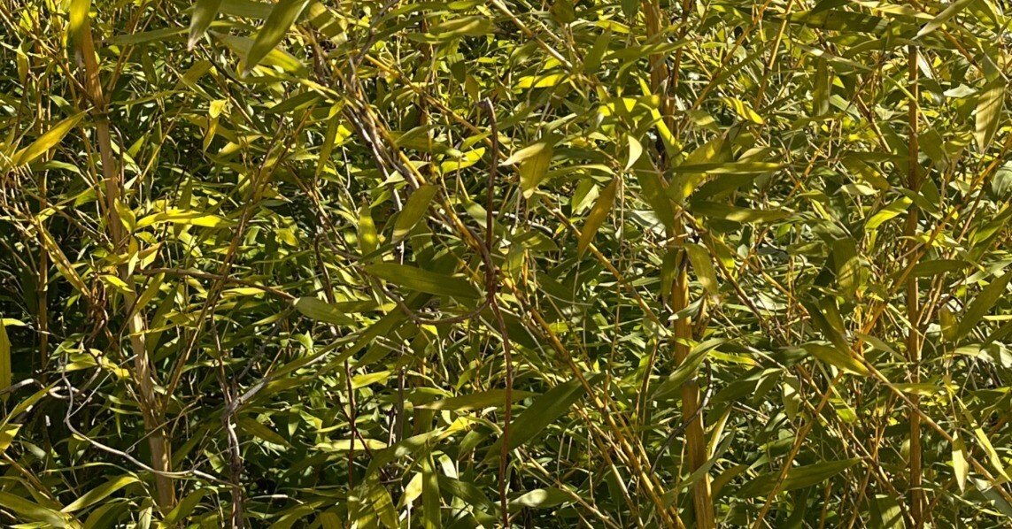 宇津保物語を読む 俊蔭season2 4 久逸文庫主人 Note