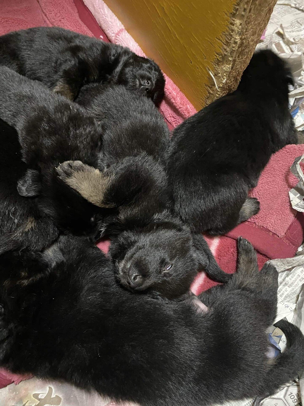 リサラーソン　ジャーマンシェパードブラック リサラーソン ジャーマンシェパードブラック リサラーソン