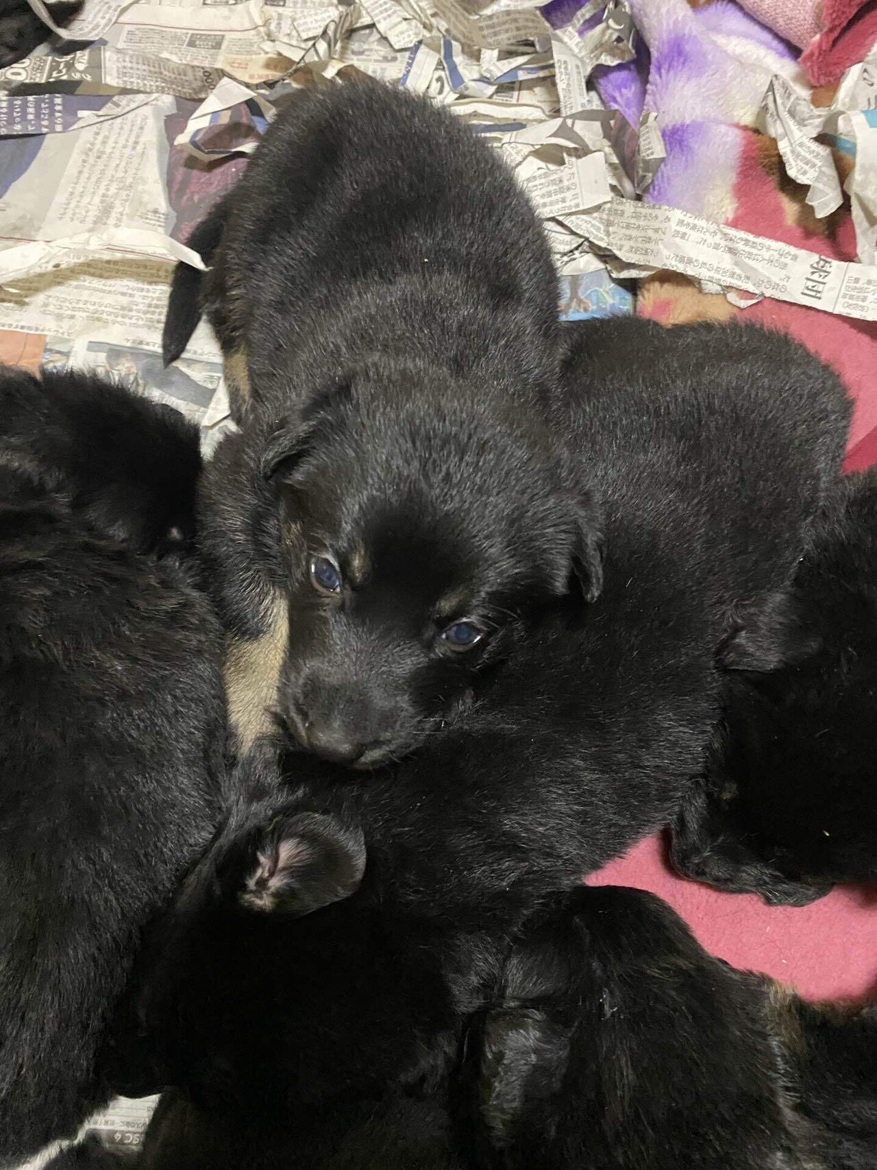 オールブラックのシェパード犬ロングの子犬達｜ジャーマン