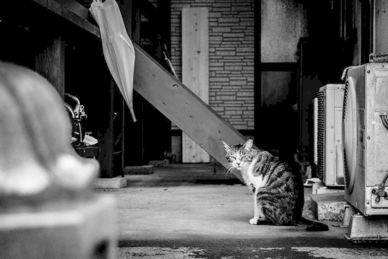 世界猫の日 写真集 タイトル 名言 迷言添え Koukichi T Sns速報 ストックフォトグラファー Note