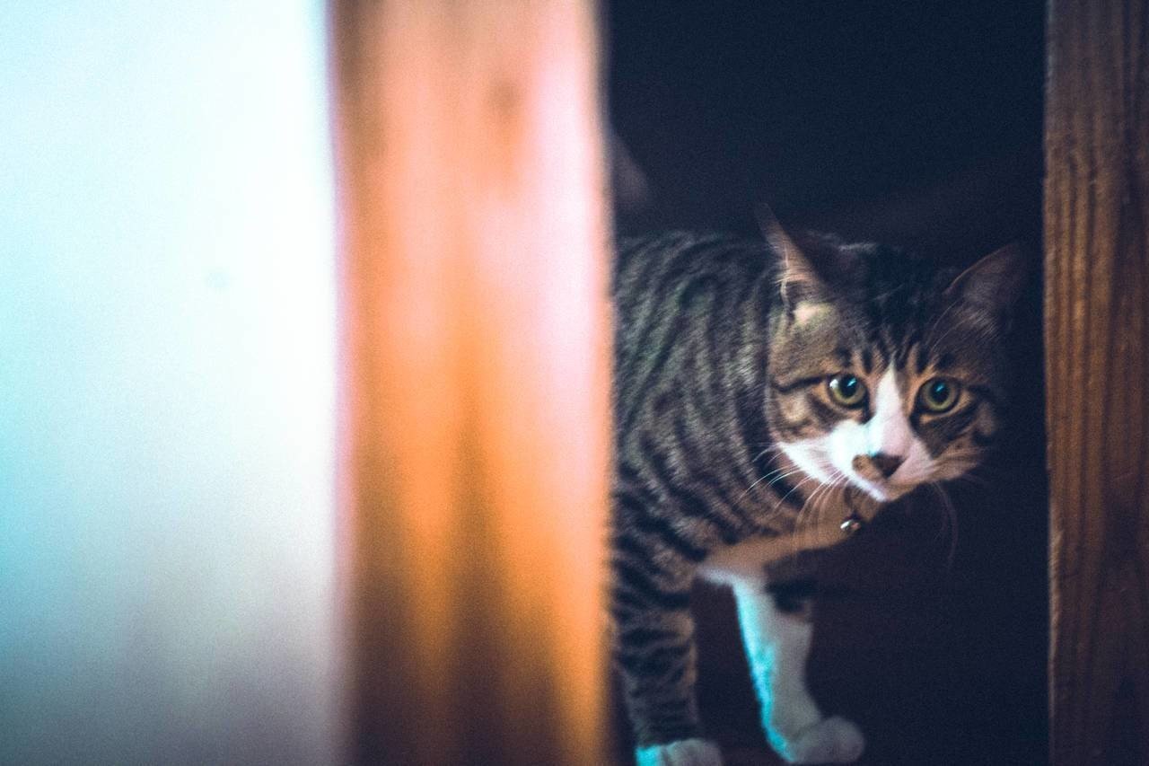世界猫の日 写真集 タイトル 名言 迷言添え Koukichi T Sns速報 ストックフォトグラファー Note