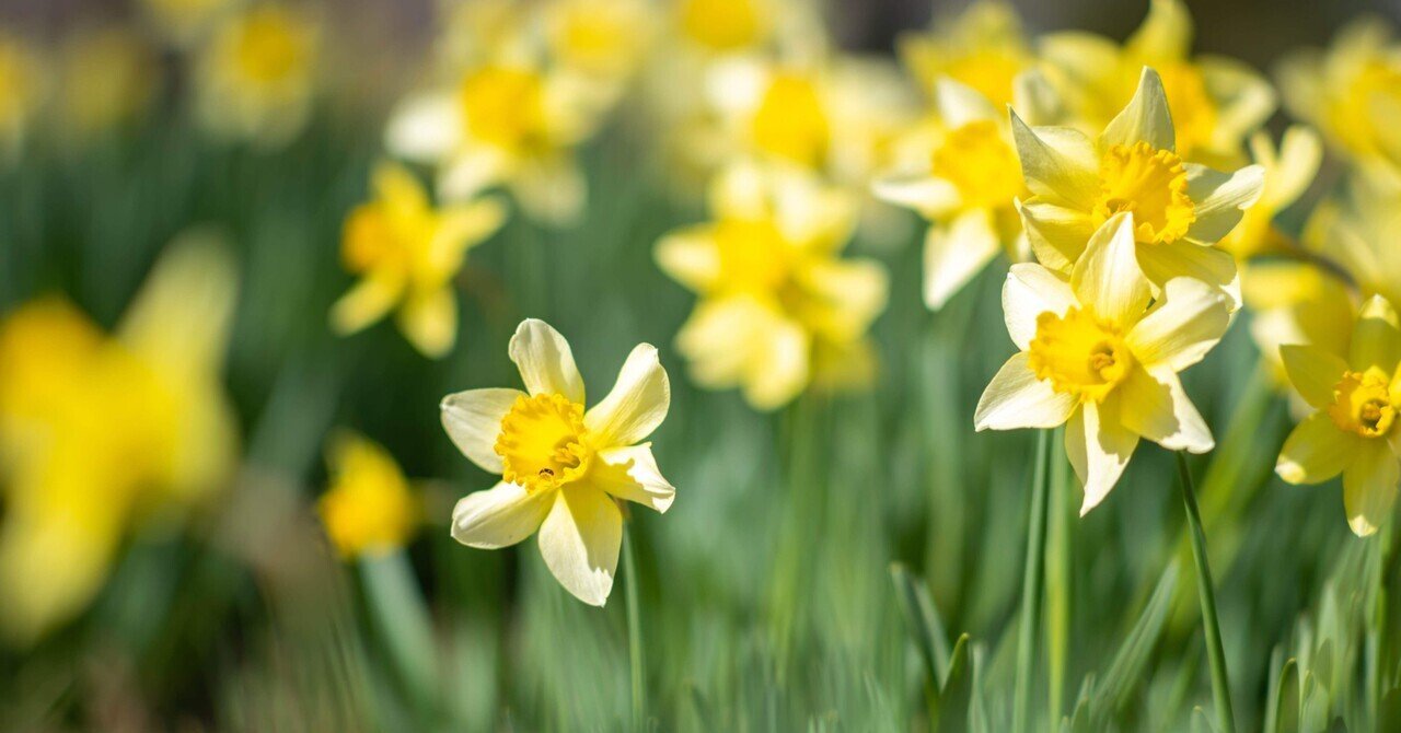 春の庭からー水仙の葉っぱの三つ編み Haco ガーデンプランナー 庭のある暮らし植物のある暮らし Note