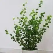 みつばち
