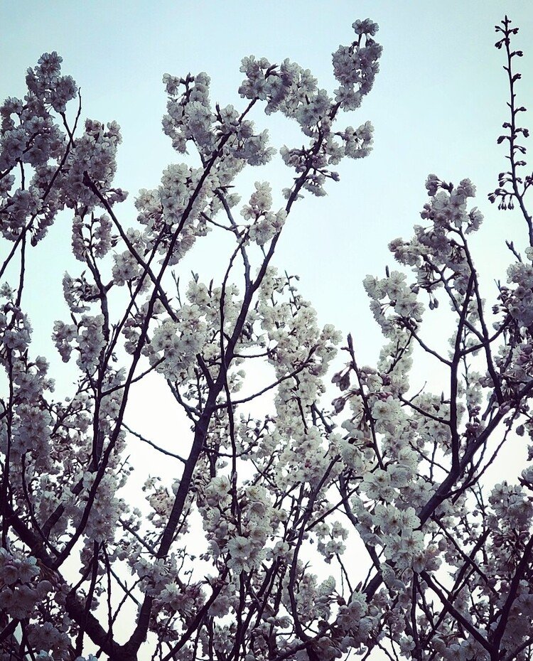 おはよーございます。

ふんわりと霞んだ雲がかかる空。
昨日までほとんど蕾だった家の前のサクランボの桜が
「出ましたで～。」
とニコニコのドヤ顔で立っておりました。

さぁ、春は本番です。


#sky #spring #flower #love #moritaMiW #空 #春 #桜 #佳い一日の始まり
