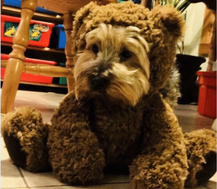 犬の品評会で失格しました 2 ノリノリ Note