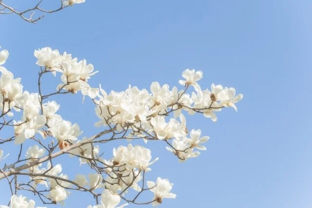 コブシの花言葉は歓迎とか友情 の新着タグ記事一覧 Note つくる つながる とどける