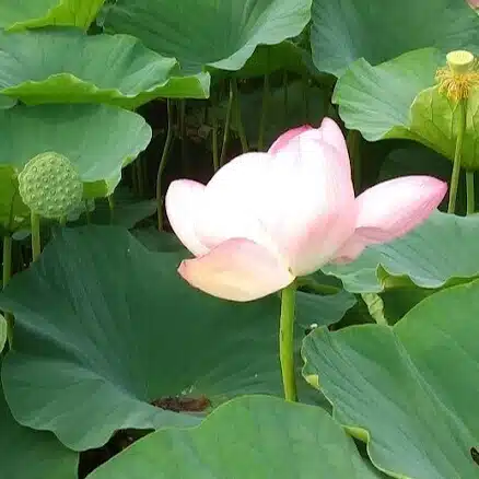 てんまこ