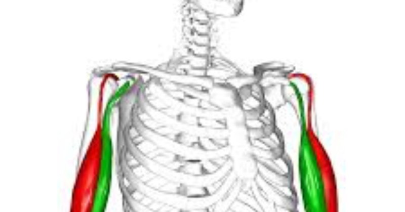 上腕二頭筋