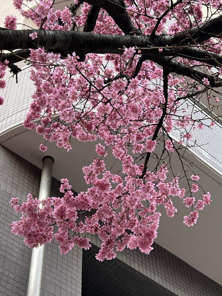 近所のマンションの隅に植えられている大山豆桜。3日前には、ひとつふたつ、という感じだった花が、暖かい春の陽気に誘われて、いっせいに開いた。