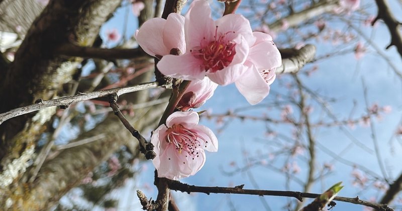 3月に入って