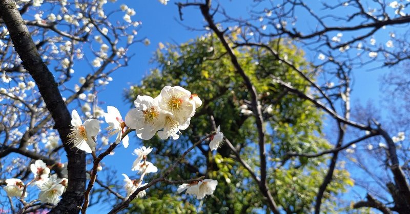 🌸チャレンジして経験値アップする春🌸【おうし座♉オンリー占い】3月15日(火)