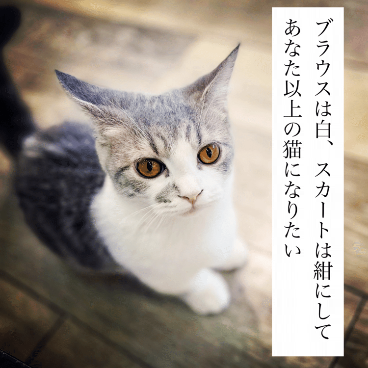 ブラウスは白、スカートは紺にしてあなた以上の猫になりたい　#短歌写真部 #NHK短歌 #短歌 #tanka #猫 #短歌フォト