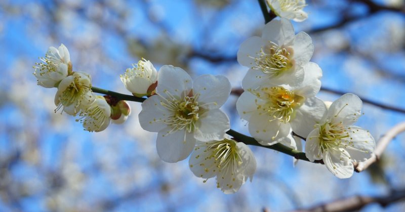 【2022年3月14日版】梅の花、もう少し楽しみたかったけど、もう桜の花を思ってソワソワしている……の日【妖異の前置き】