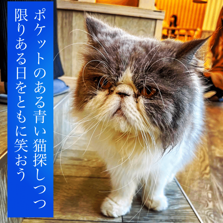 ポケットのある青い猫探しつつ限りある日をともに笑おう　#短歌写真部 #NHK短歌 #短歌 #tanka #猫 #短歌フォト