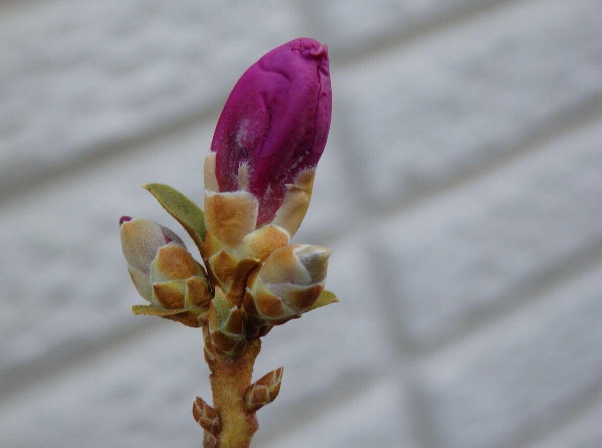 ゲンカイツツジの花芽