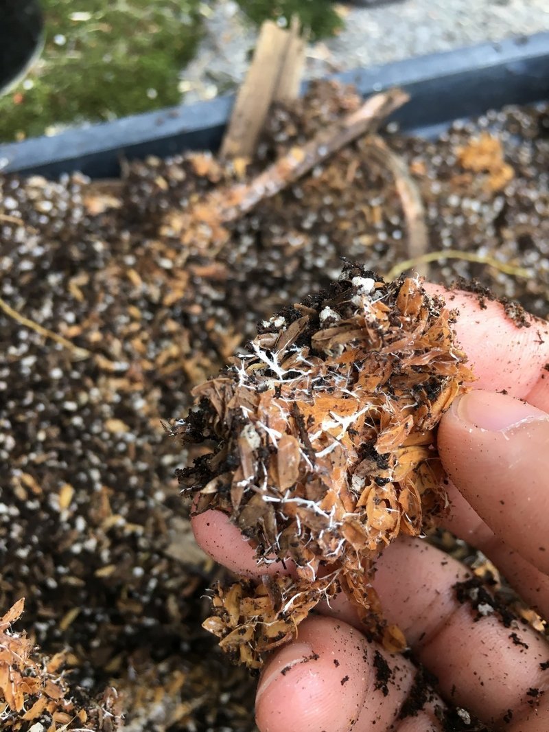 18夏 マンドラゴラ植え替えの儀 Ishikawayudayoo Note