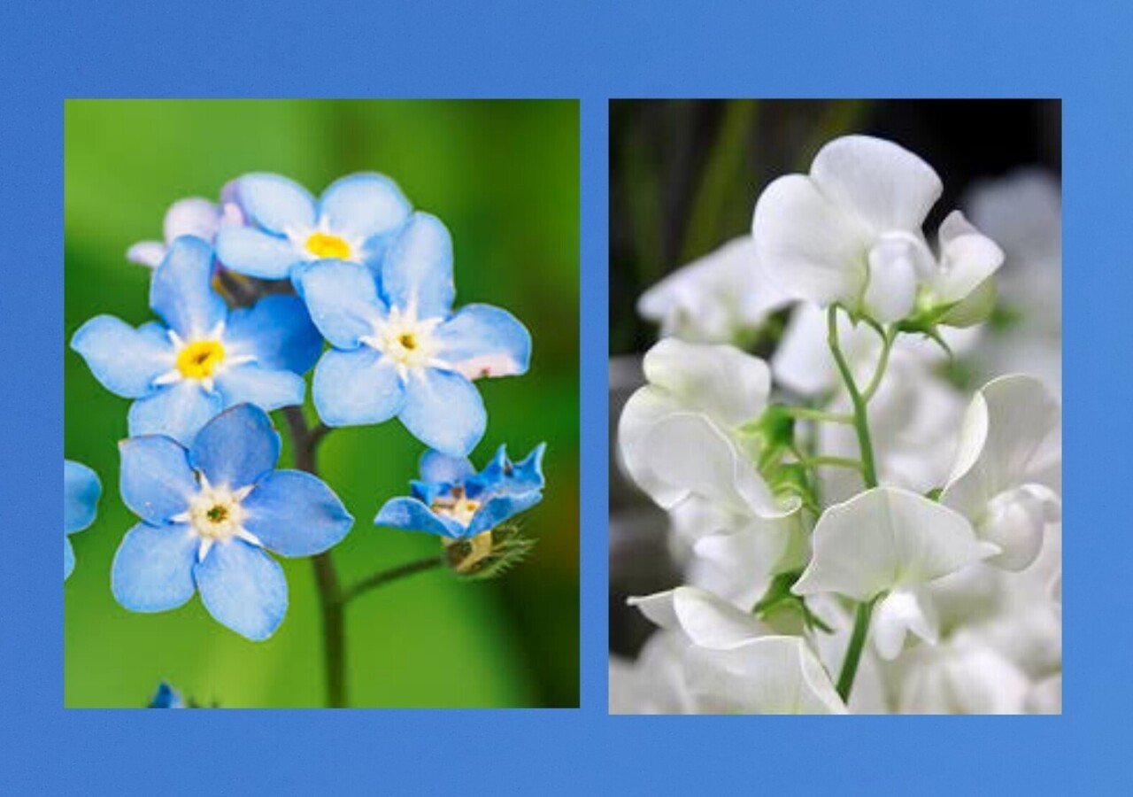 今日の花たち 3 15 花言葉 ワスレナグサ 真実の愛 私を忘れないで 真実の愛は無限です 与えれば与えるほど大きくなる サン テグジュペリ 白い スイートピー ほのかな喜び ほのかな喜びって 愛 だー Note