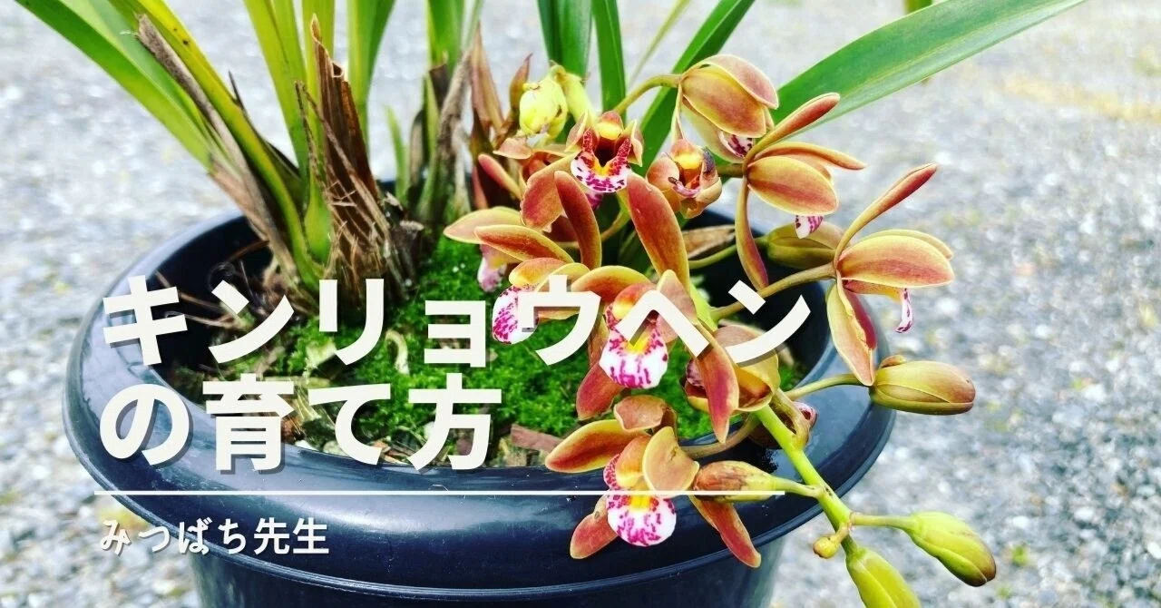 キンリョウヘン観葉植物 紫のつぼみ付き 黒鉢 【公式通販】