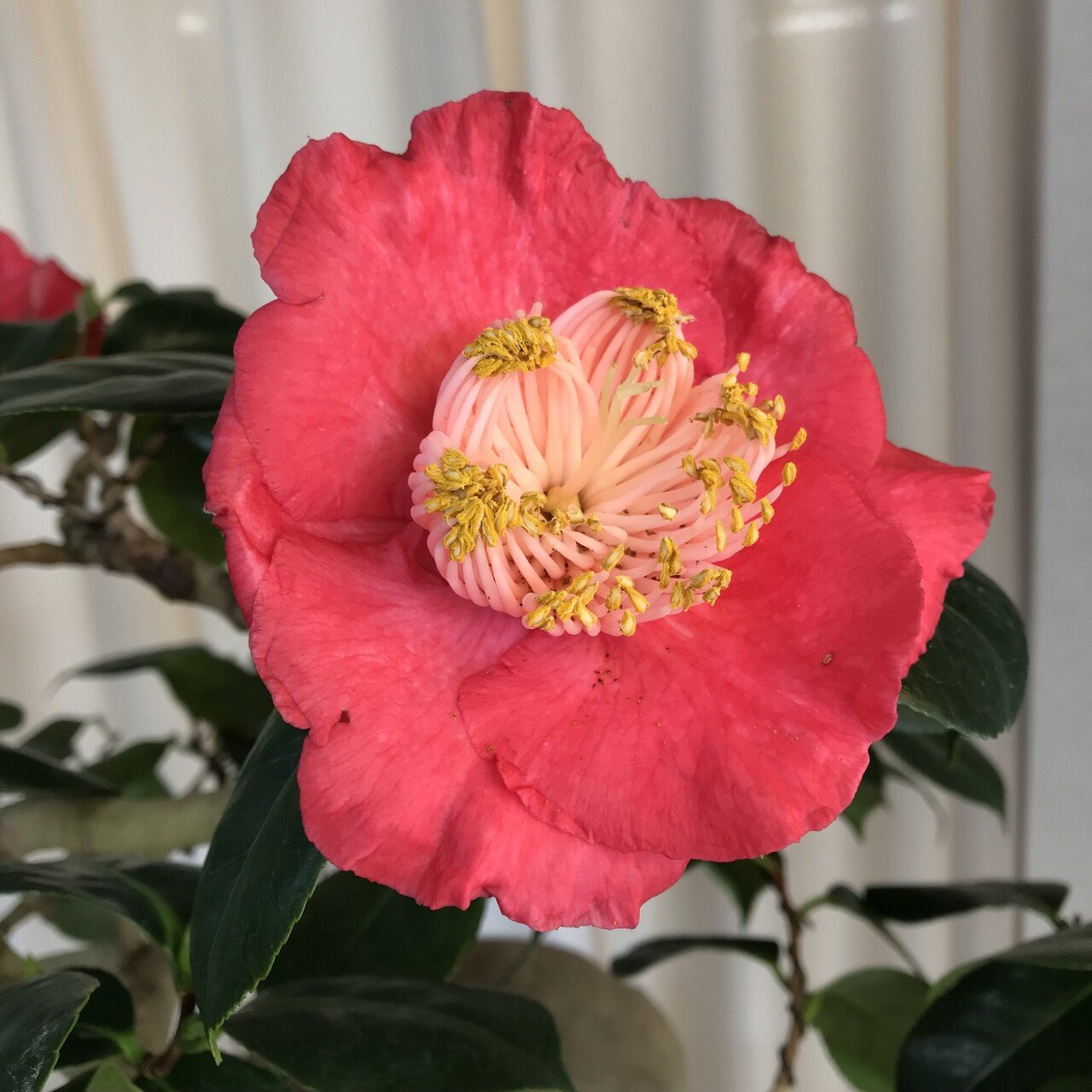 肥後椿展@水前寺成趣園｜Desert Rose