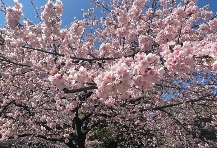 桜の開花状況（3月14日撮影）｜上野案内所