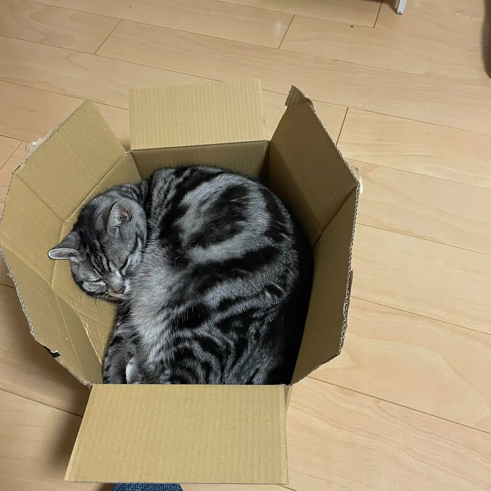 nekoshimai