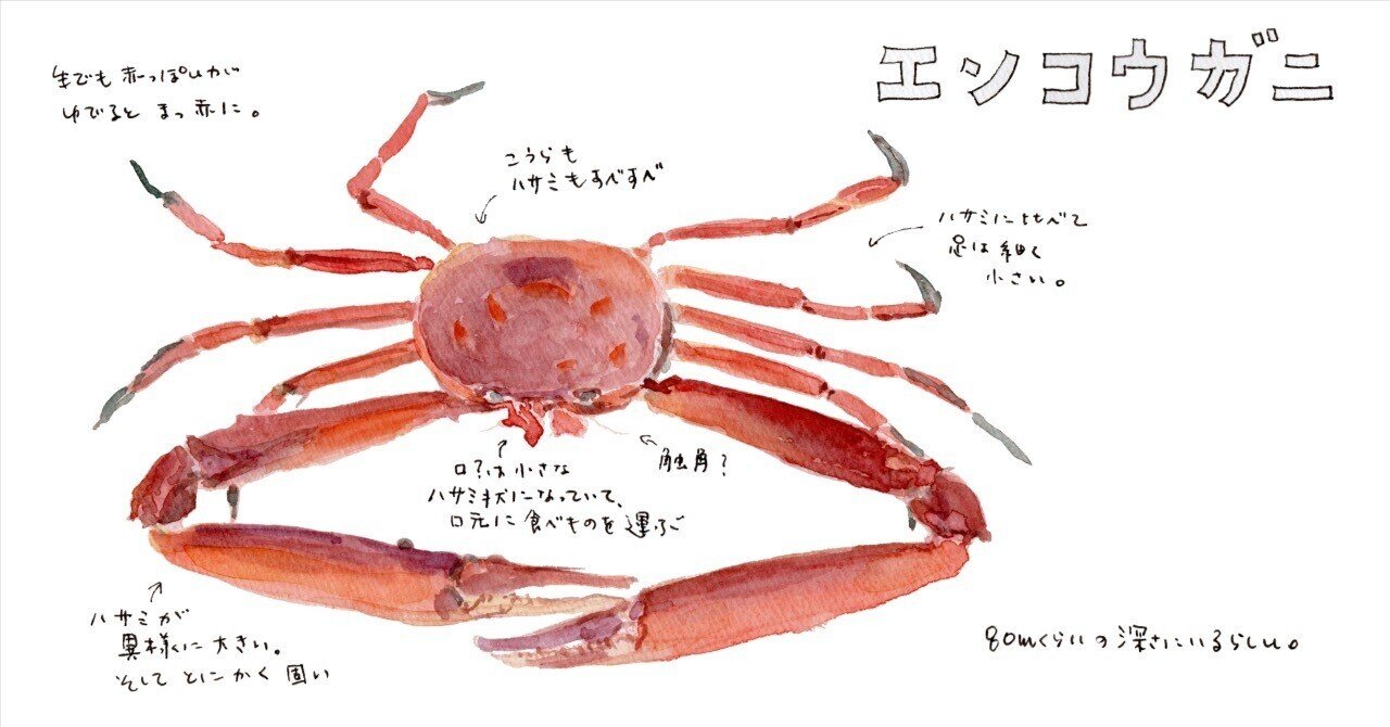 真作/無楽/カニ画賛/百里横行/川カニ/諸事圓満/蟹/掛軸☆宝船☆AG-497 三浦半島釣り魚図鑑 番外編（1） エンコウガニ｜さんぽ絵ずし