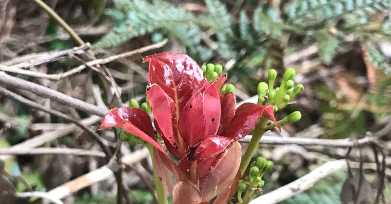 220314-植物-タブの木  赤い新芽が美しい