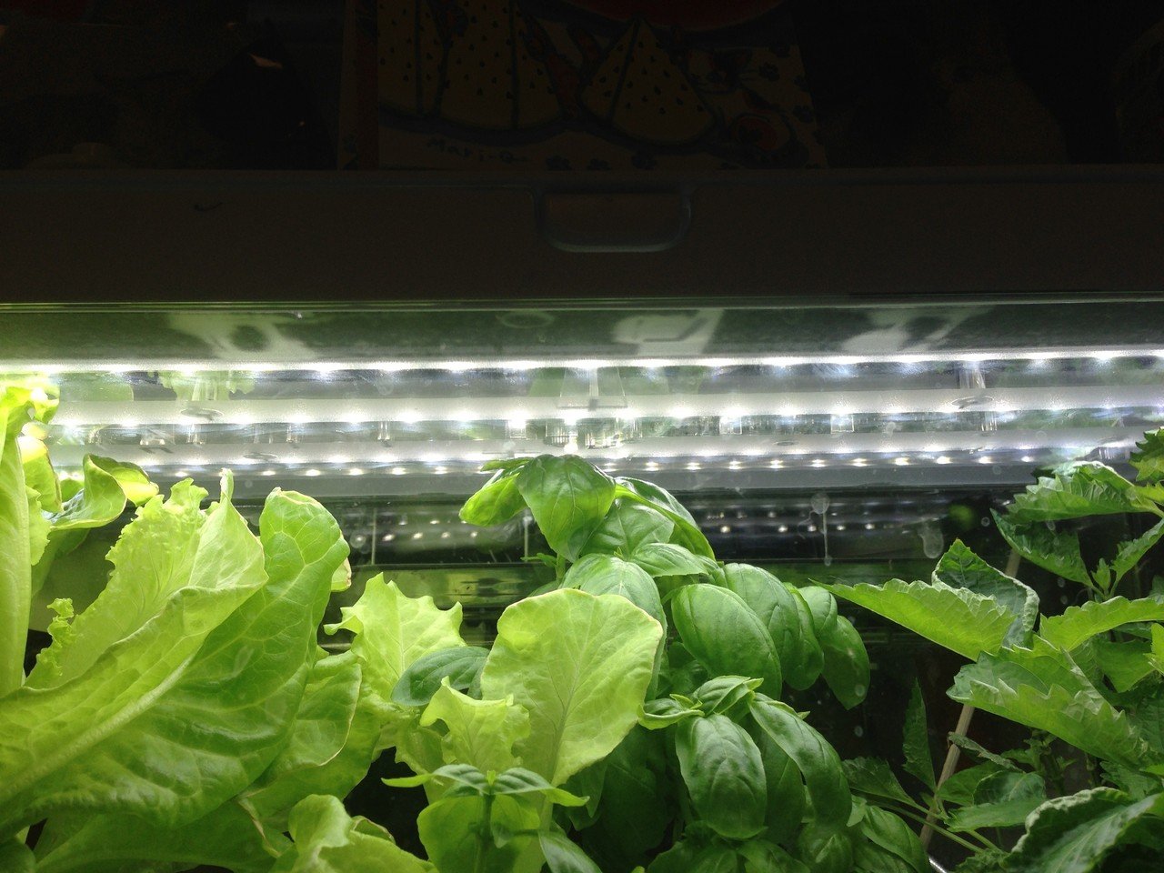 家庭菜園室内14 08 27 レタス バジル 大葉 全てがグリーンファームの天井にタッチ Dss Note