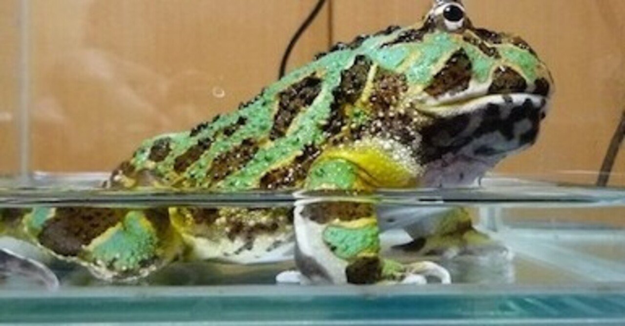 ツノガエルの購入について 高橋宏幸 Note ツノガエルの購入について 高橋宏幸 Note