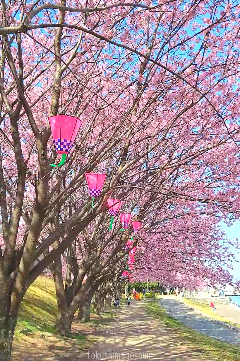 蜂須賀桜 の新着タグ記事一覧 Note つくる つながる とどける