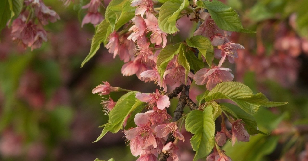 イメージの百人一首9 花の色は 春日東風 Note イメージの百人一首9 花の色は 春日東風 Note