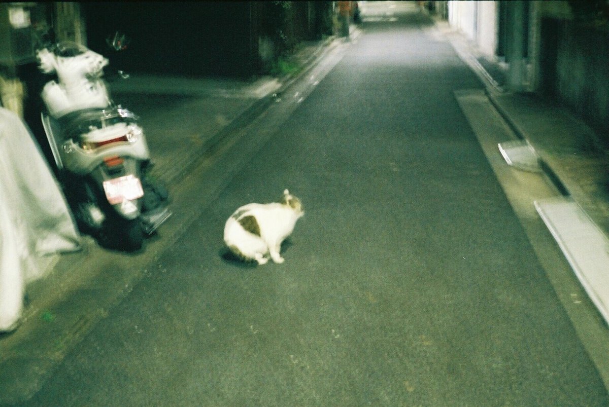 夜の道で出会した猫のフィルム写真。かなりぶれている。