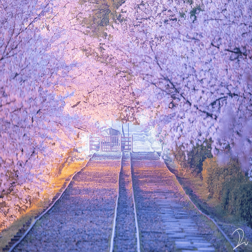 帰る途中に撮った夜桜が意外と良かったって話 うさだだぬき Note