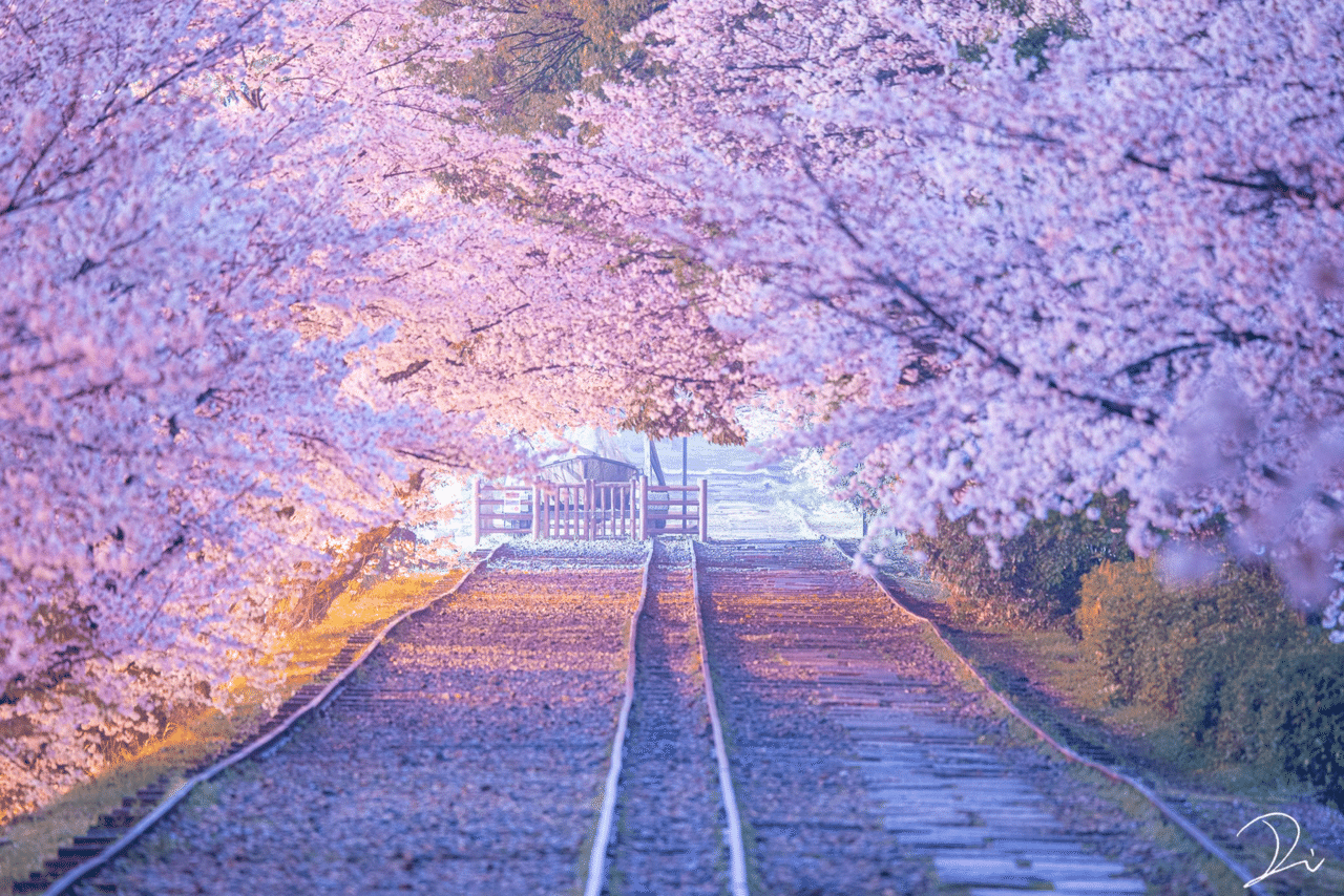帰る途中に撮った夜桜が意外と良かったって話 うさだだぬき Note 帰る途中に撮った夜桜が意外と良かったって話 うさだだぬき Note