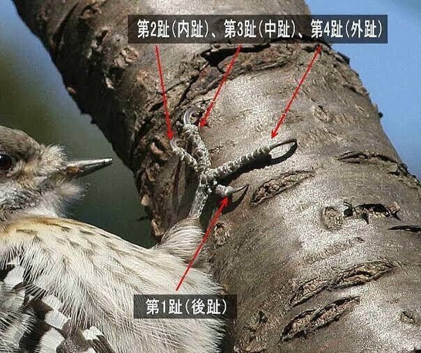 第1975回 色んな鳥の趾 ⑴|翆野 大地