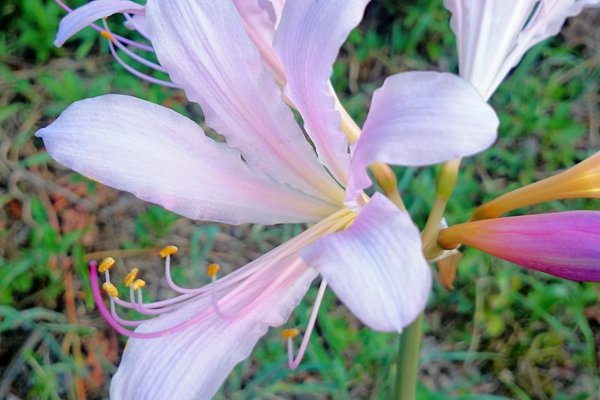 花言葉は深い思いやり悲しい思い出どっちやねん笑笑花言葉恐るべし の新着タグ記事一覧 Note つくる つながる とどける 花言葉は深い思いやり悲しい思い出どっちやねん笑笑花言葉恐るべし の新着タグ記事一覧 Note つくる つながる とどける