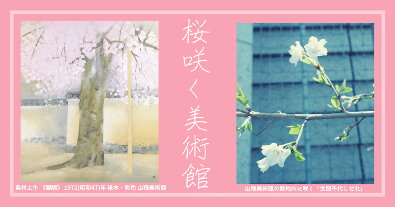 桜咲く美術館　ー「奥村土牛《醍醐》の桜」開花と関連情報のご案内ー