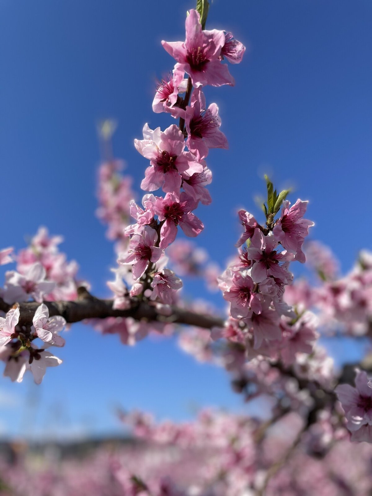 ももの花