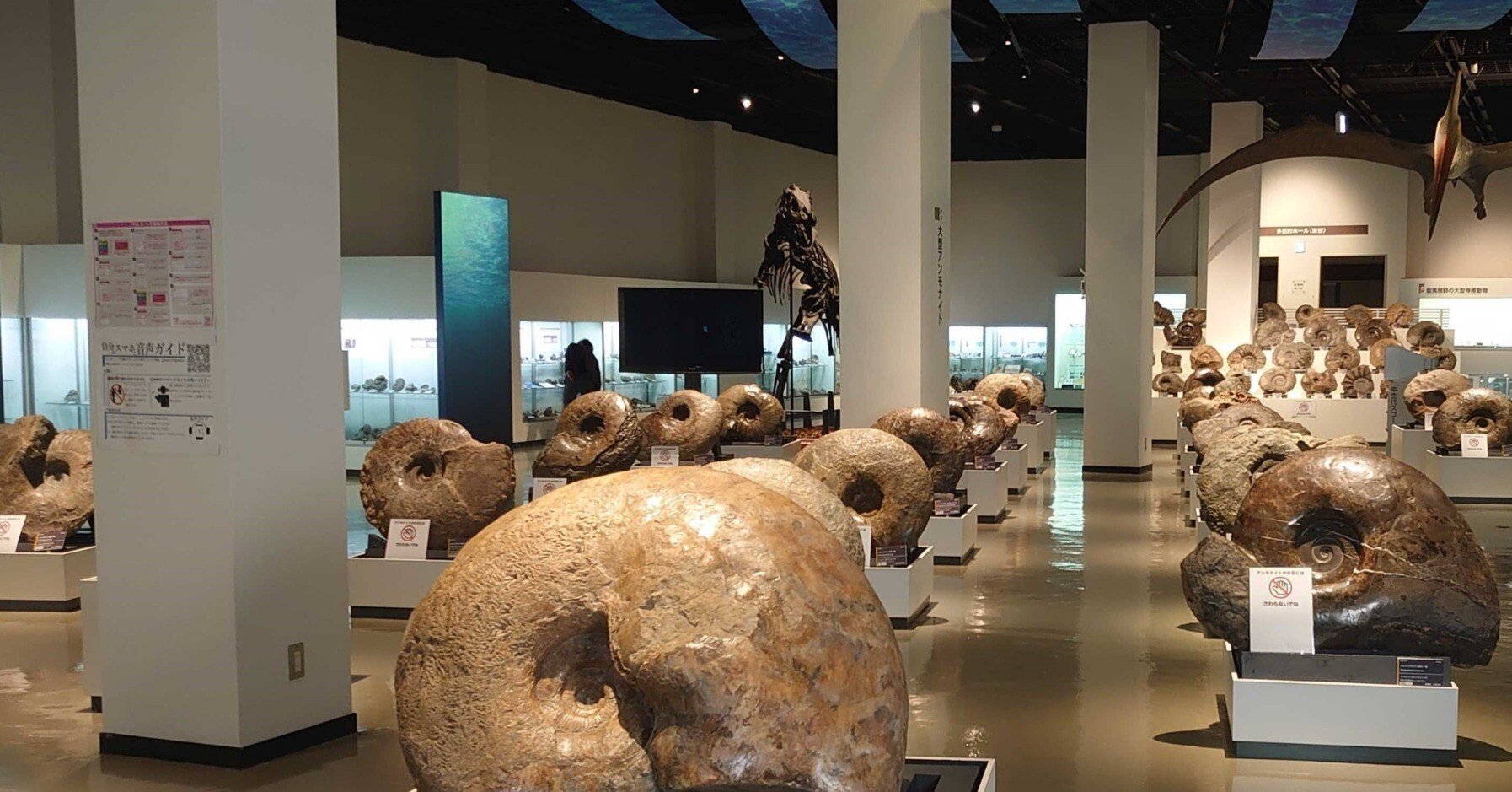 巨大な北海道のアンモナイト(博物館級 巨大な北海道のアンモナイト(博物館級