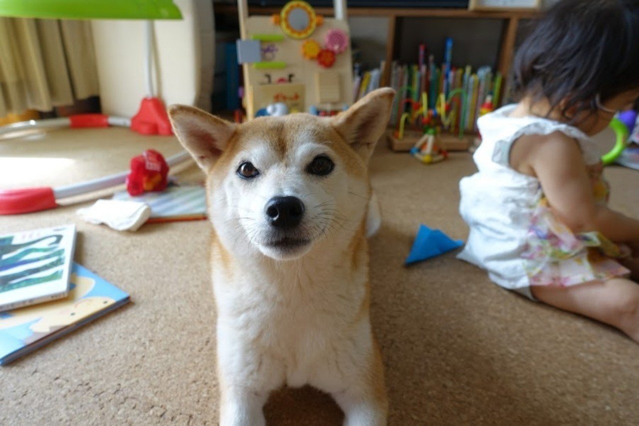 犬と赤ちゃん いちばん違うと思うこと 田中裕子 Note 犬と赤ちゃん いちばん違うと思うこと 田中裕子 Note