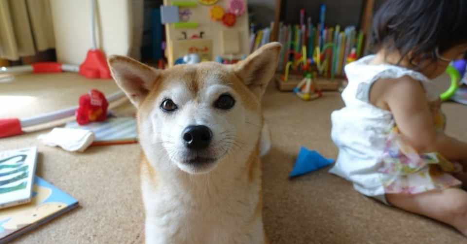 犬と赤ちゃん いちばん違うと思うこと 田中裕子 Note