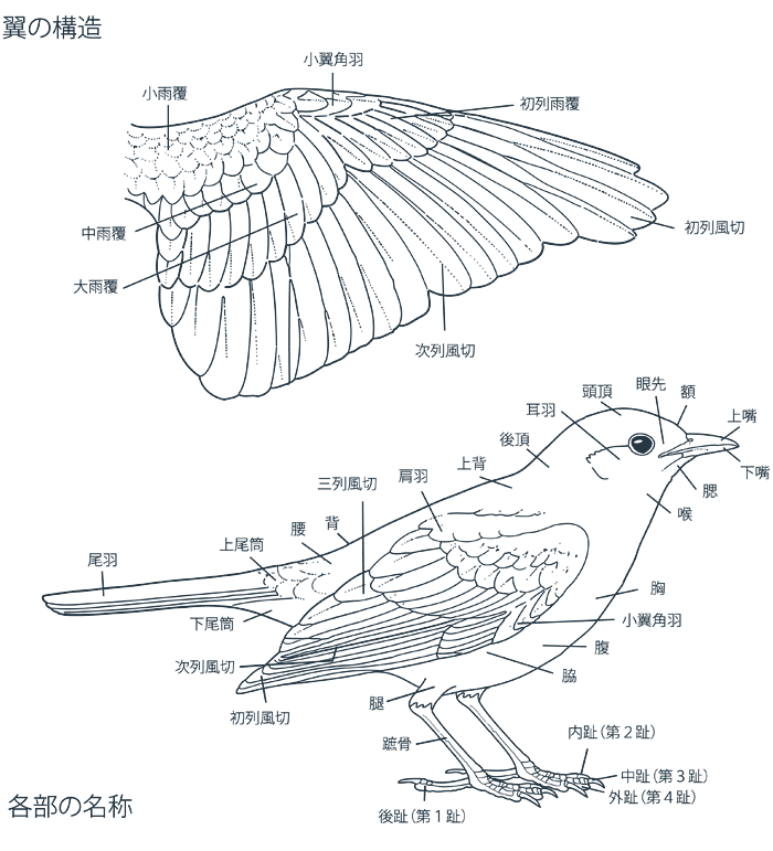 ウアンシャン】◇駝鳥羽毛特殊筆6本（駝鳥小4本／駝鳥中1本