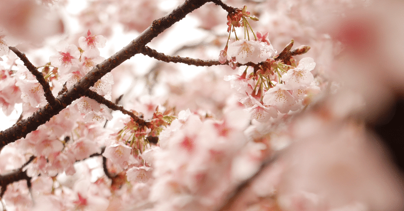 桜のトゲ