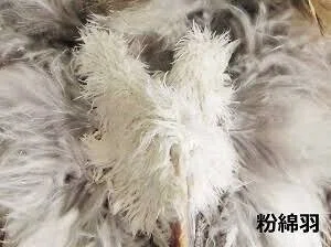 第1979回 鳥の羽のいろいろ|翆野 大地