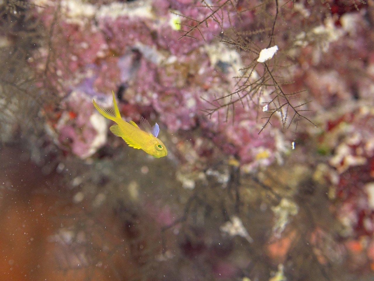 癒やしの海 石垣島の水中写真no175 Babyは真っ黄色なスミレナガハナダイ ゴールドラッシュ Note 癒やしの海 石垣島の水中写真no175 Babyは真っ黄色なスミレナガハナダイ ゴールドラッシュ Note