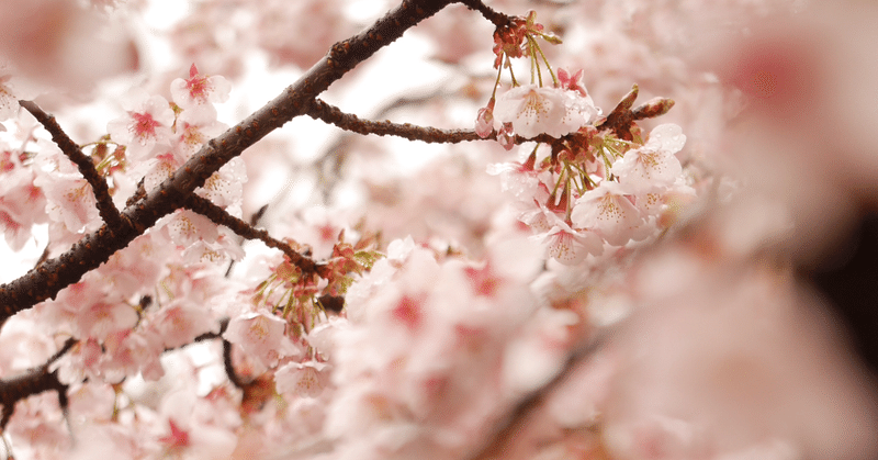 【エッセイ】春を告げる