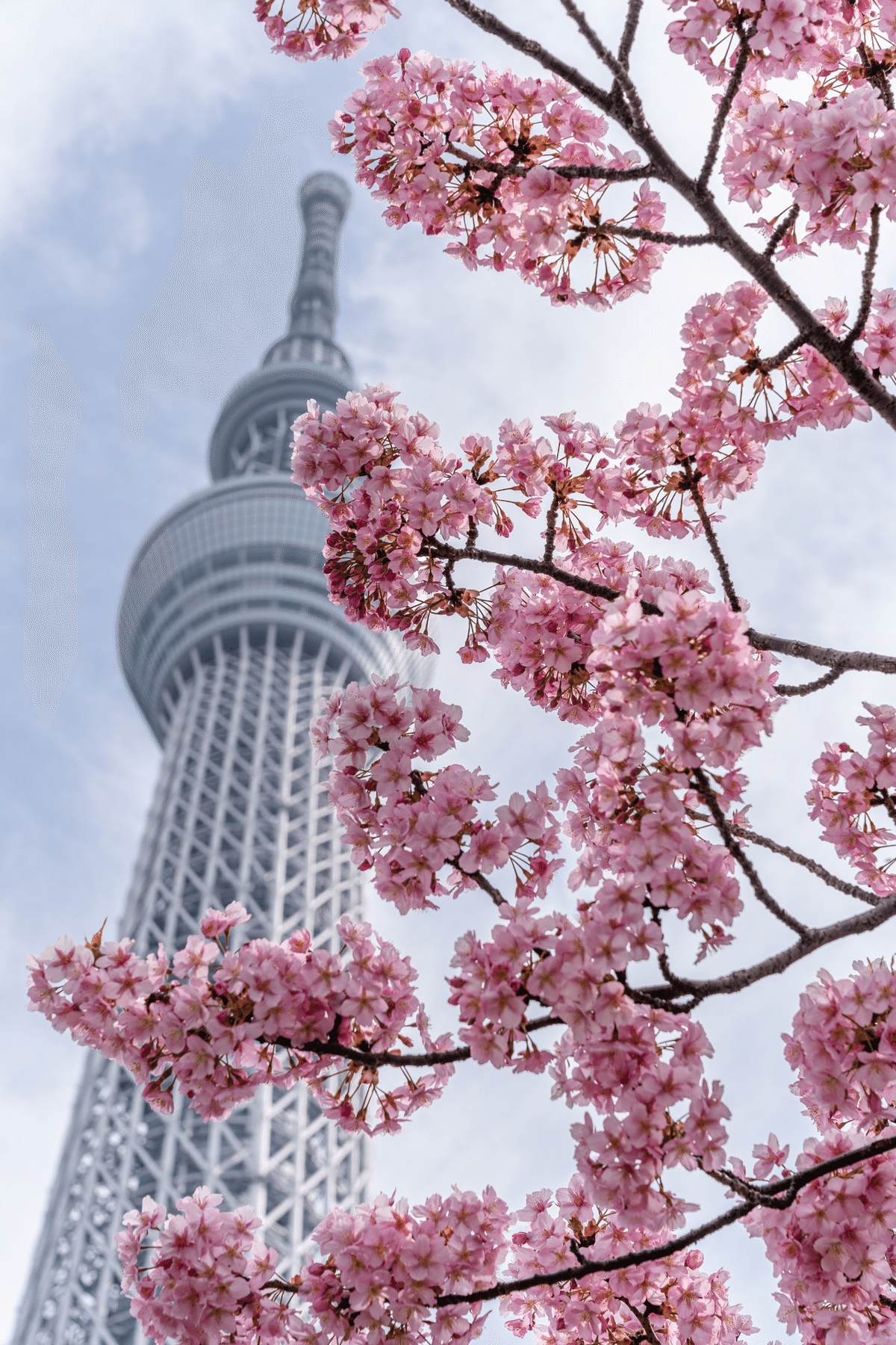 〜絵画〜　夕暮れのスカイツリーを眺めて♫ 絵画〜 夕暮れのスカイツリーを眺めて♫ Amazon.co.jp: 夕暮れの東京