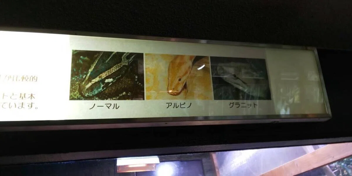 画像41