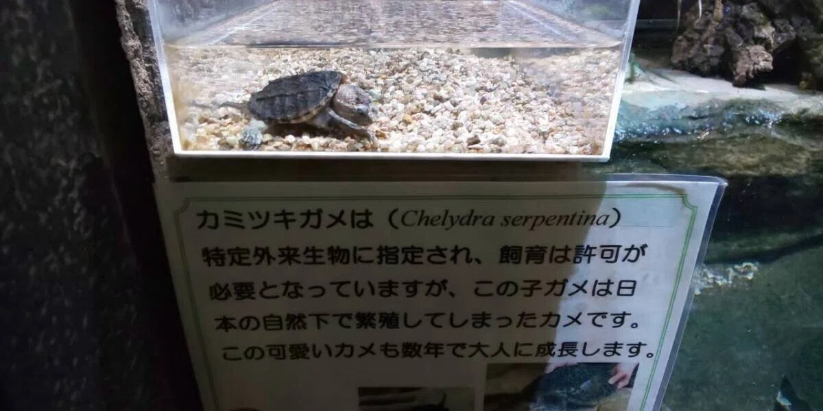画像36